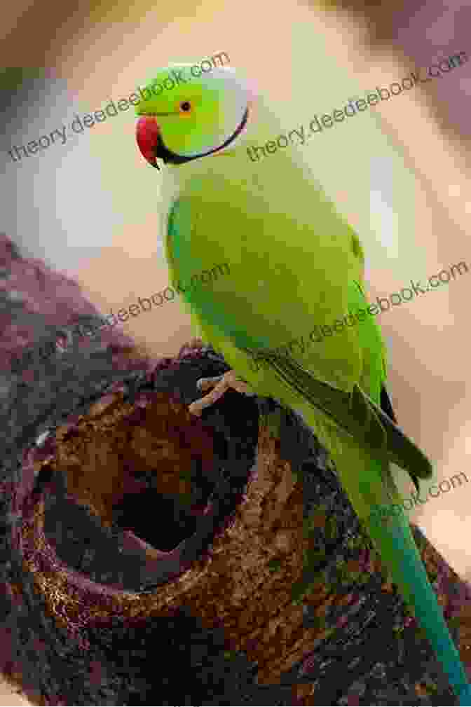 A Beautiful Indian Ringneck Parrot Indian Ringneck Pet Indian Ringneck Owners Manual Indian Ringneck Pros And Cons Keeping Housing Care Health And Diet
