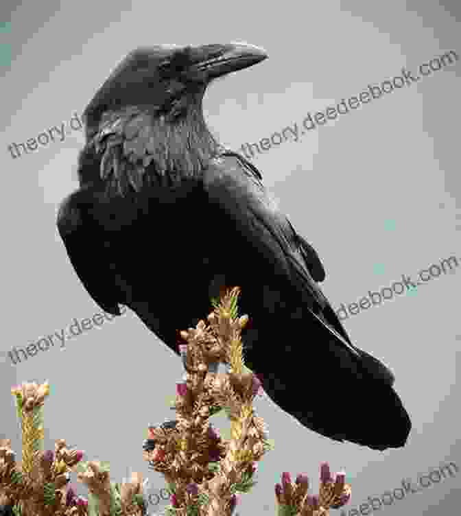 A Majestic Raven Perched On A Branch, Its Keen Eyes Surveying The Surroundings. A Scattering Of Crows (Keeper Of The Souls 1)