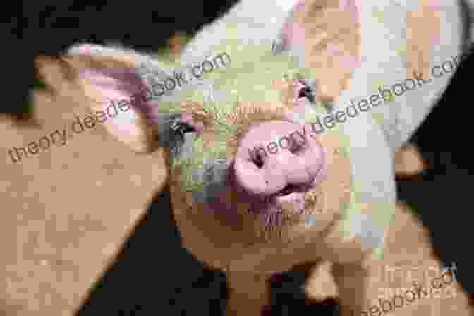 A Photograph Of A Young Pig Looking Up At The Camera With Its Mouth Open. All Pigs Are Beautiful: Read And Wonder