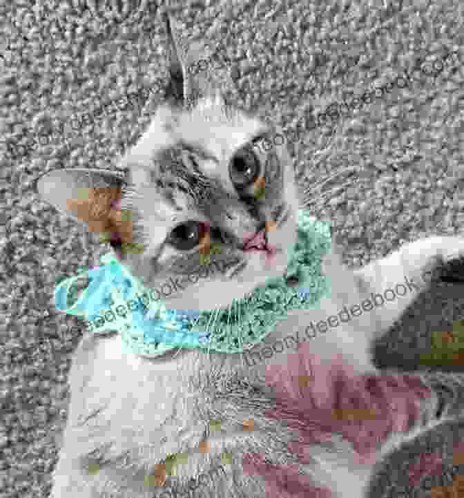 A Stylish And Adjustable Crocheted Cat Collar. Crocheting For Cats: Cute And Simple Patterns To Crochet For Your Cats