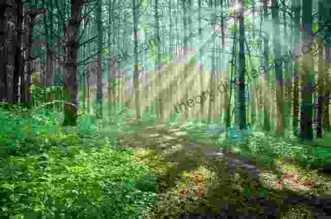 A Verdant Forest With Sunlight Filtering Through The Trees Some Things I Still Can T Tell You: Poems