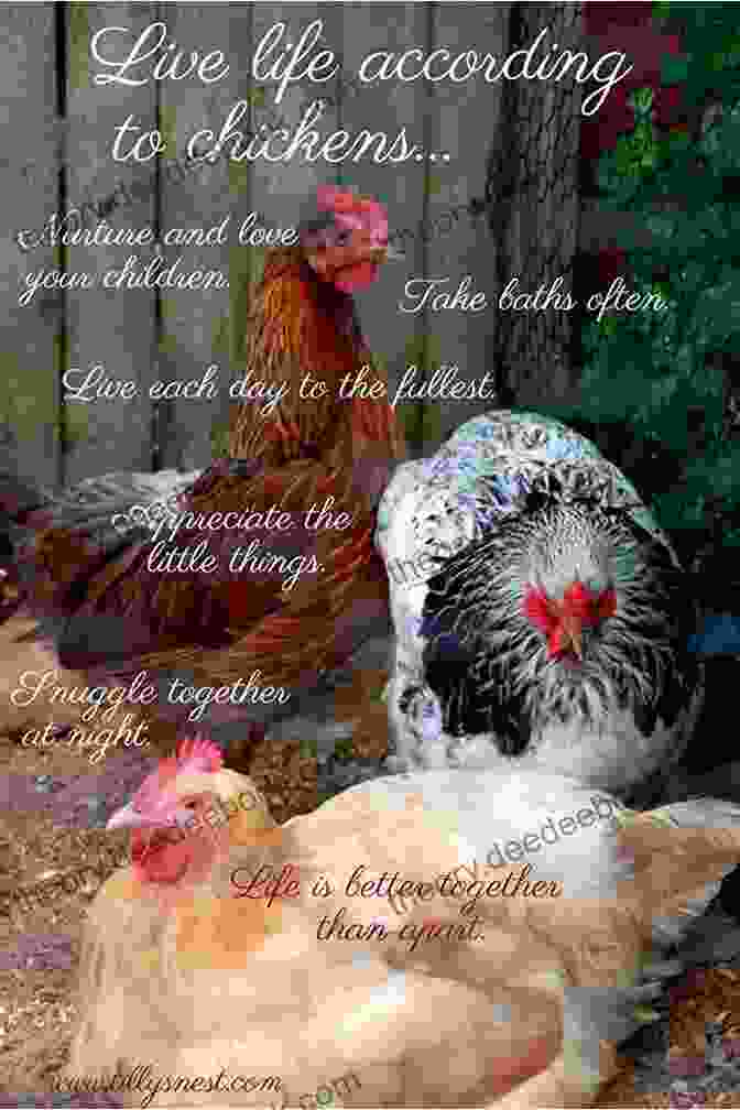 Collin The Chicken Inspiring Future Generations Of Farm Animals, Encouraging Curiosity And Adventure Collin S Chicken Adventures On The Farm: A Children S Learning Guide To Raising Chickens