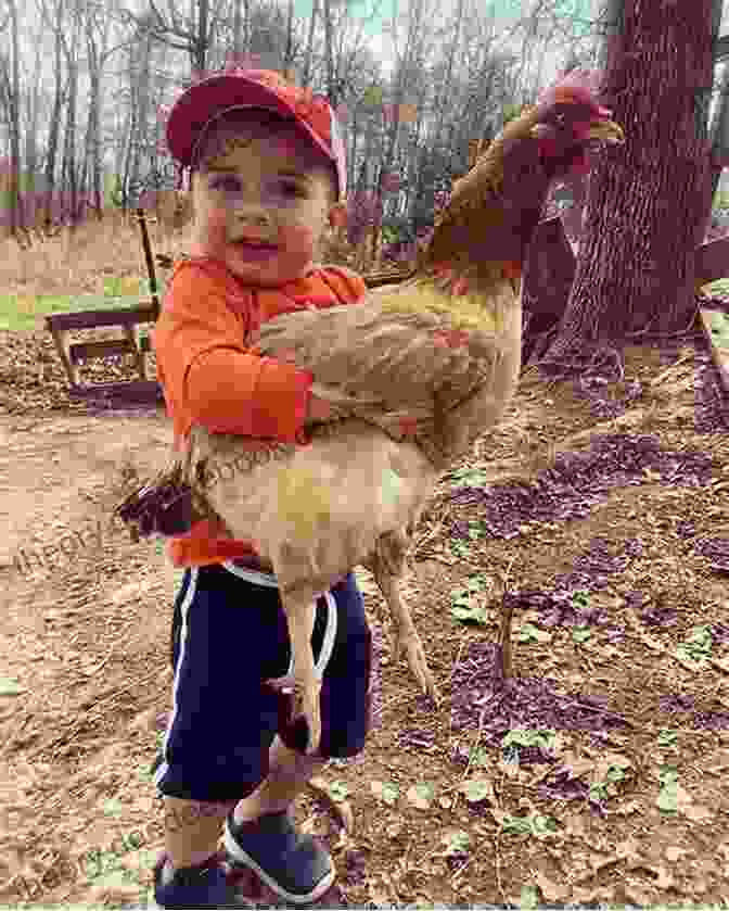 Collin The Chicken Sharing His Adventures With His Fellow Chickens, Inspiring Their Imaginations Collin S Chicken Adventures On The Farm: A Children S Learning Guide To Raising Chickens