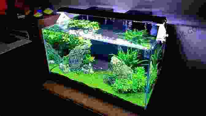 Crystal Clear Aquarium Water With Colorful Fish And Plants. Crystal Clear Aquarium Water: The Easiest Fastest And Cheapest Way To Achieve Crystal Clear Water