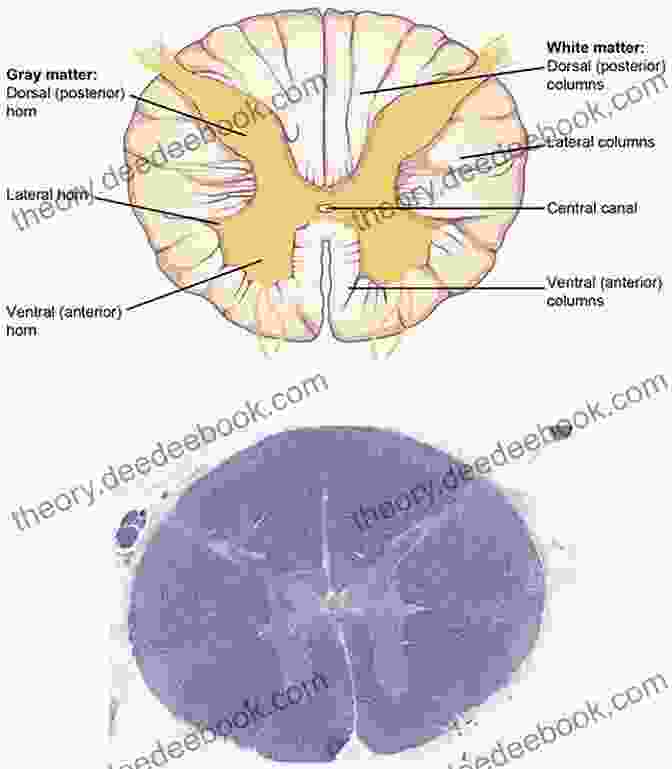 Gray Matter Distribution In Peripheral Nerves Cells Of The Nervous System (Gray Matter)