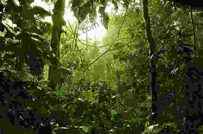 Lush Rainforest In Southeast Asia THE BEST OF WESTERN MEDITERRANEAN (CORSICA): BRITISH FAR EAST TRADERS PHOTOBOOK (BRITISH FAR EAST TRADERS TRAVEL SERIES)