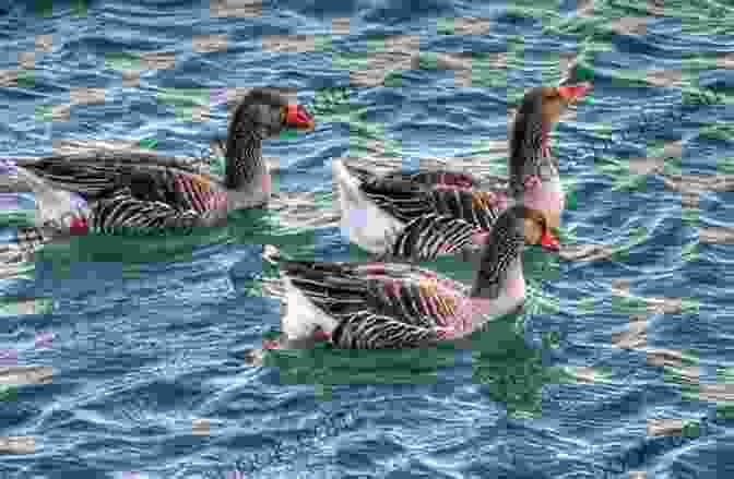 Six Geese Swimming In A Frozen Lake, Their White Feathers Contrasting With The Blue Ice. Snowflake Hollow Part 1 (12 Days Of Christmas)