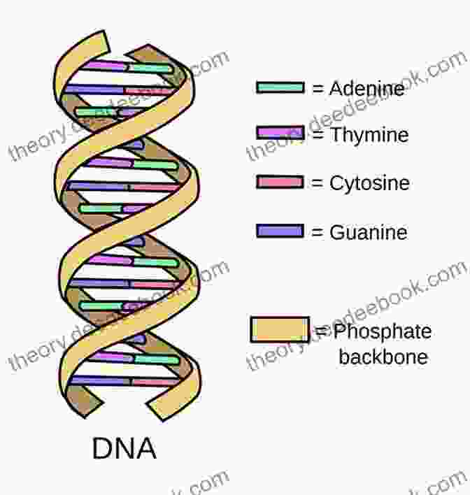 The Structure Of DNA Human Genetics (Genetics And Evolution)