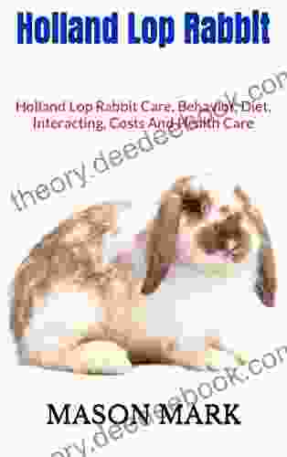 Holland Lop Rabbit : Holland Lop Rabbit Care Behavior Diet Interacting Costs And Health Care